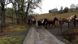 110 Horses Run to Pasture [upl. by Annabela]