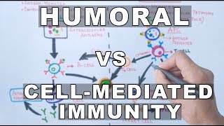 Humoral and Cell Mediated Immunity [upl. by Azer630]