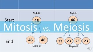 Mitosis vs Meiosis updated [upl. by Muhcon709]