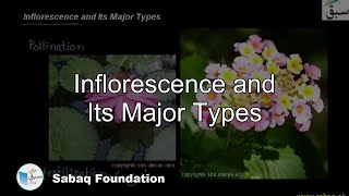 Inflorescence and its Major Types Biology Lecture  Sabaqpk [upl. by Annirok994]