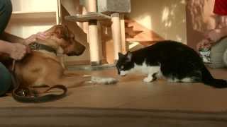 Maxi Zoo  Kennismaking tussen hond en kat [upl. by Losiram]