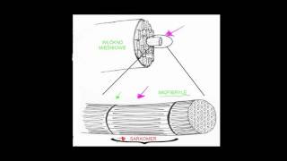 Anatomia mięśni szkieletowych [upl. by Brian]