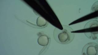 Dechorionating zebrafish embryos [upl. by Nomelif56]