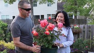 How to container plant your David Austin Roses [upl. by Nally406]