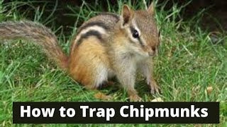 How To Trap Chipmunks [upl. by Nosittam641]