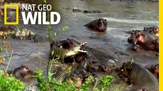 Hippo vs Crocodile  Nat Geo Wild [upl. by Ralph]