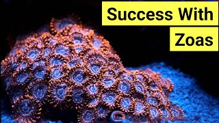 How To Keep Zoas  Zoanthid Care Guide [upl. by Hanni]