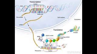 Life Sciences Protein Synthesis Grade 12 [upl. by Stets]