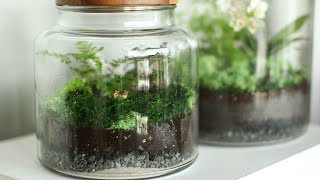 How to Set Up a Terrarium Martha Stewart [upl. by Dualc787]