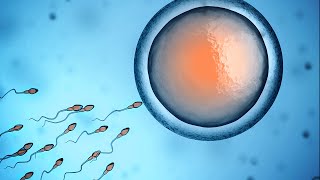 Human Physiology  Fertilization and Implantation [upl. by Alisun]