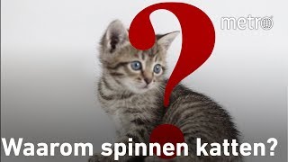 Waarom spinnen katten  Hoe zit dat [upl. by Irtemed]