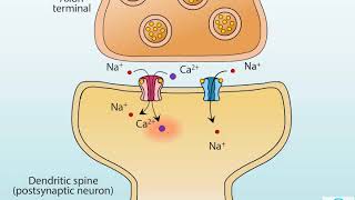 AMPA and NMDA receptors [upl. by Dnesnwot]