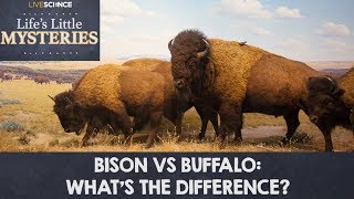 Bison vs Buffalo Whats the Difference [upl. by Bee]