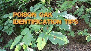 Poison Oak  Basic Identification [upl. by Darum415]