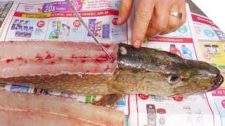 How to Fillet a Pike and Get 5 Boneless Fillets [upl. by Risley]