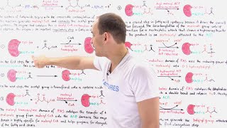 Fatty Acid Synthesis [upl. by Sorce813]