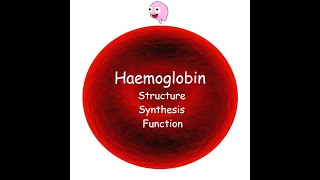 Part 3 Haemoglobin  Structure Synthesis Types and Function [upl. by Victoria42]