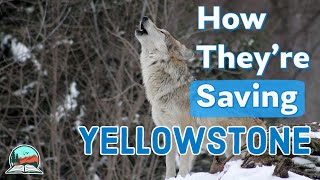 How Wolves Brought Yellowstone Back to Life [upl. by Yzmar]