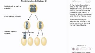 Chromosome Nondisjunction Animation [upl. by Eirek]