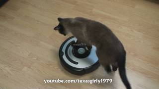 Cat shows HOW TO use iRobot Roomba Vacuum [upl. by Notsud607]