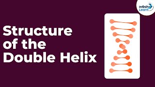 Genetics  Structure of the Double Helix  Lesson 14  Dont Memorise [upl. by Elamef]