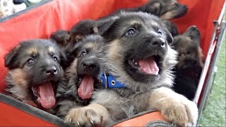 THE CUTEST German Shepherd Puppies Ever [upl. by Eilak]