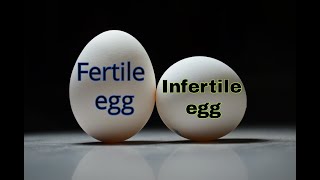 Selection of fertile egg [upl. by Butte]