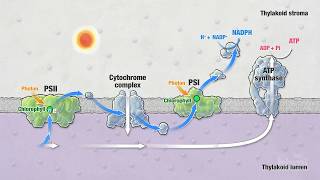 Photosynthesis Part 5 Light Reactions  HHMI BioInteractive Video [upl. by Marylynne]