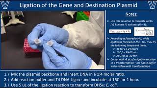 Ligation with T4 DNA Ligase [upl. by Shaddock]