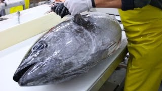 Fish Filleting Bluefin Tuna [upl. by Nowed]