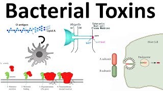 bacterial toxins Endotoxin and Exotoxins [upl. by Shelia]