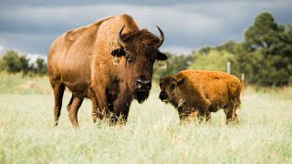 How to start your own Bison herd [upl. by Hufnagel]