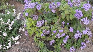 Heliotropium arborescens White amp Purple Helitrope [upl. by Carmena989]