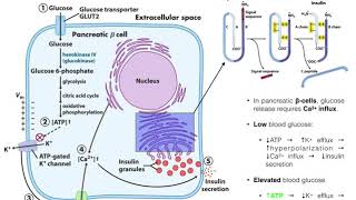 The Mechanism of Insulin Release by Pancreatic βcells [upl. by Evatsug]