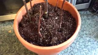 Juneberry Serviceberry Cutting Propagation Indoors [upl. by Imotih52]