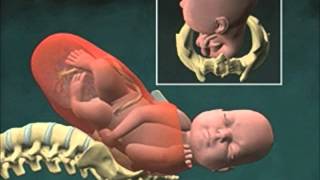 Cervical Effacement 3D Animation [upl. by Epul]