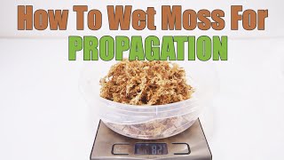 How To Use Sphagnum Moss For Propagation [upl. by Barbee]