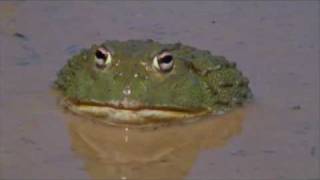 The African Bullfrog [upl. by Lunetta986]