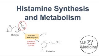 Histamine Synthesis and Metabolism Pathway [upl. by Sherurd]