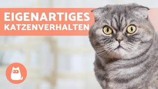 10 EIGENARTIGE KATZENVERHALTEN 🐱 Macht es deine Katze auch [upl. by Ayalat]