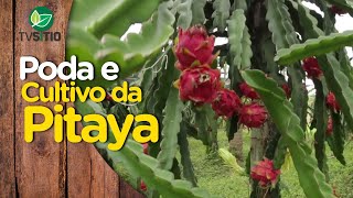 Tudo sobre poda e cultivo da PITAYA Pitaya Branca vermelha e amarela [upl. by Cia697]