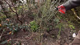 Pruning Verbena  Burncoose Nurseries [upl. by Yroger]