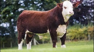 Top 10 Best Cattle Breeds For Meat Production Profitable Cattle Breeds [upl. by Aridan]