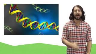 Nucleic Acids DNA and RNA [upl. by Nirtak]