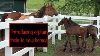 Introducing orphan foals to new horses [upl. by Viv612]