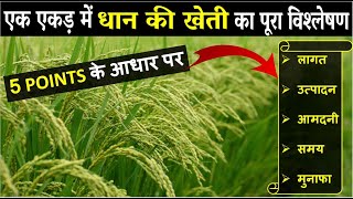 धान की खेती कब और कैसे करें  Paddy Farming and Cultivation In India  Rice Farming in India [upl. by Vinna]