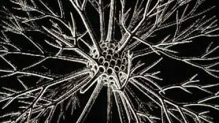 Ernst Haeckel  3000 Radiolarian Species [upl. by Schertz]