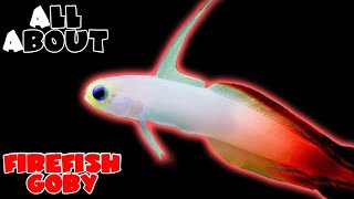 All About The Red FireFish Goby [upl. by Gnilhsa]