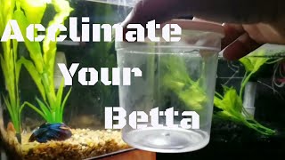 HOW TO ACCLIMATE A BETTA FISH 2018 [upl. by Drape]