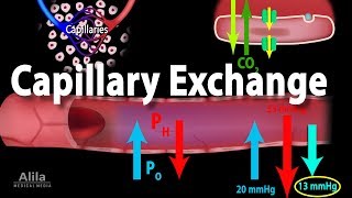 Capillary Exchange and Edema Animation [upl. by Adamsen219]